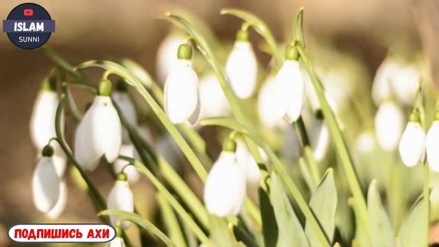 В ИСЛАМЕ, ДРУЖБА между мужчиной и женщиной смотреть онлайн