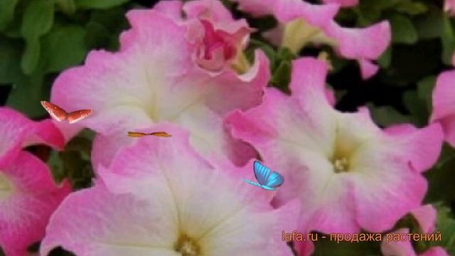Петуния грандифлора Лимбо Джи Пи Пинк Морн ? обзор: как сажать, семена петунии смотреть онлайн