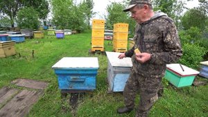 ТРИ НАИЛУЧШИХ СПОСОБОВ ПОДСАДКИ МАТОК И УХОДА ОТ РОЕНИЯ НА МОЕЙ ПАСЕКЕ, ИЗ ОПЫТА ПЧЕЛОВОДСТВА