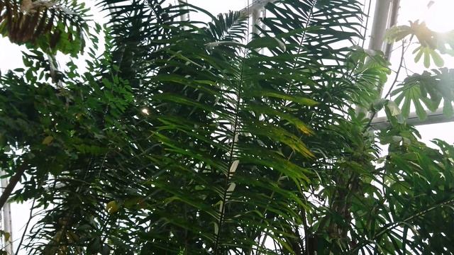 Персиковая пальма (лат. Bactris gasipaes)  в тропической оранжерее ботанического сада г. Орхус, Дани