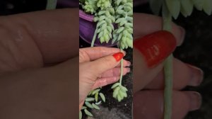 SEDUM MORGANİUM NASIL ÜRETİLİR