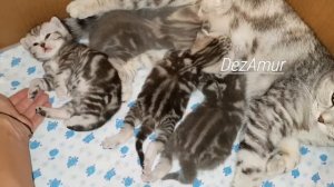 Котята шотландской породы (17 дней)