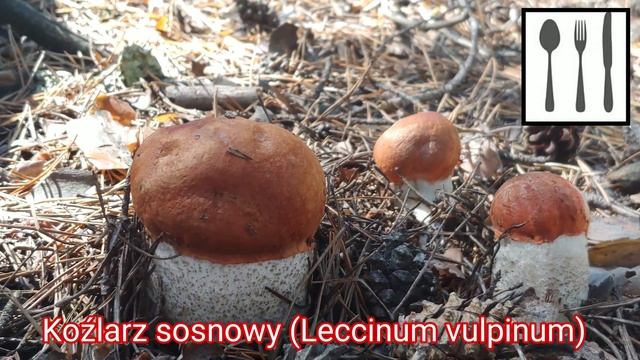 Koźlarz sosnowy (Leccinum vulpinum) Jaworzno смотреть онлайн