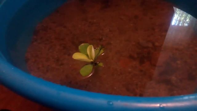 Выращивание рыбок в тазу и мои допусщенные ошибки смотреть онлайн