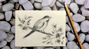 Как нарисовать птицу . #уроки_рисования #рисование