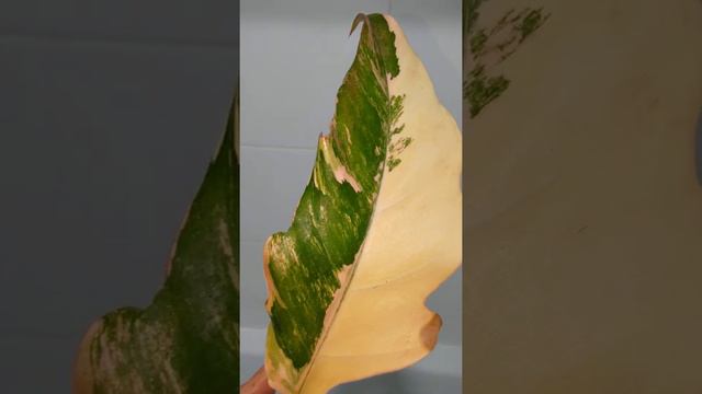 Филодендрон Карамель Марбл