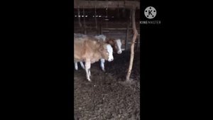 Откорм бычков,обработки перед откормом ,что и когда колоть !!