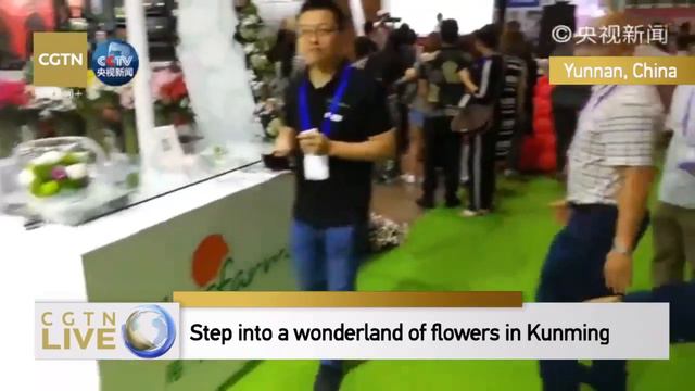 Live: Step into a wonderland of flowers in Kunming走进花花世界 欣赏最美花艺 смотреть онлайн
