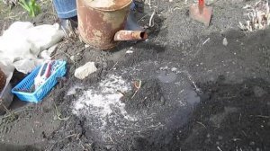 Как посадить парковую #розу?