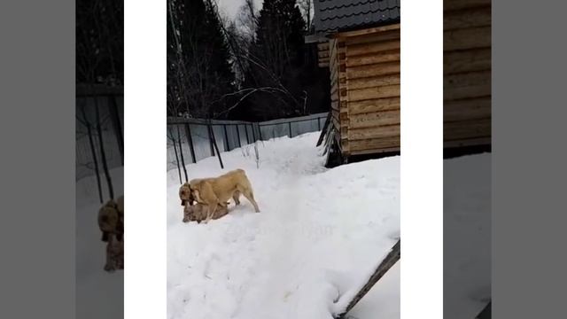 Волк напал на волкодава/Но все пошло не так ...18+ смотреть онлайн