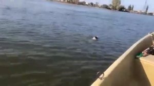 В Астраханской области рыбаки поймали необычный улов