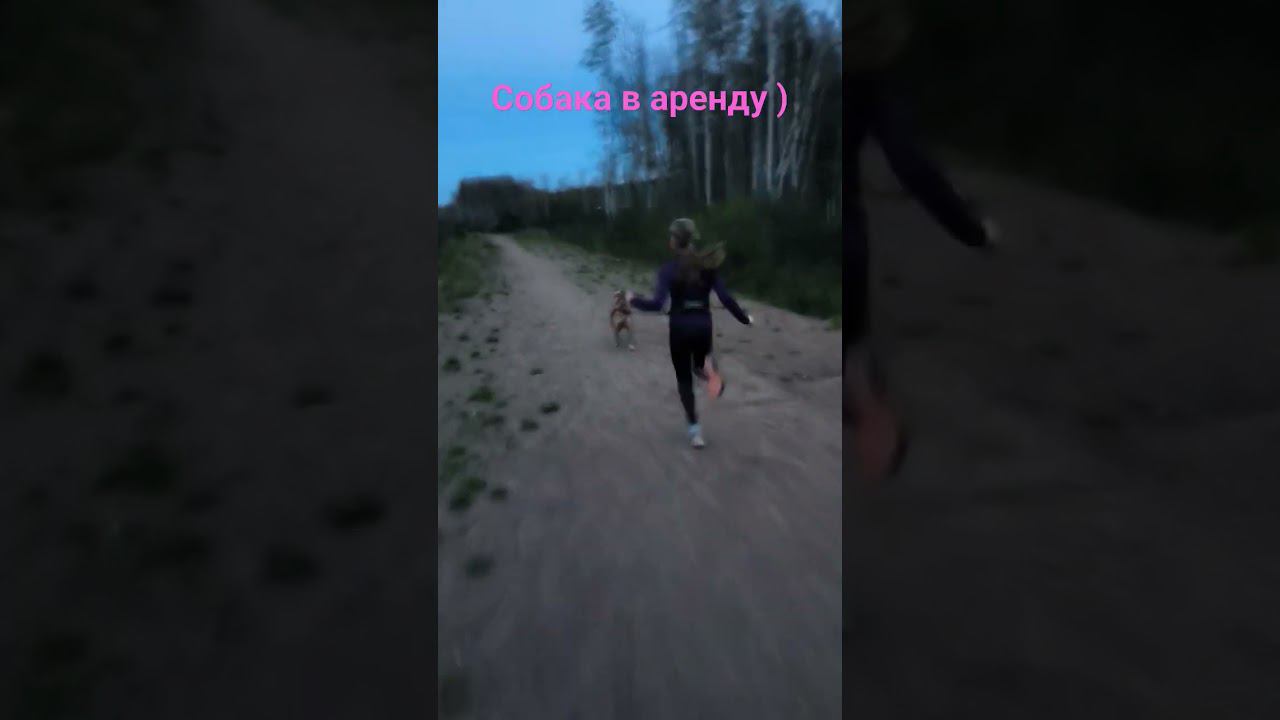 прокат собак СПб, недорого)) #бег #каникросс #стаффордширскийтерьер #стаффорд #дети #спорт #бегаем