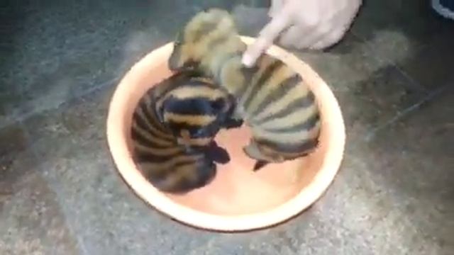 Полосатые собаки :) смотреть онлайн