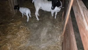 Сколько ягнят рожает овца?