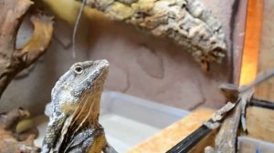 Плащеносная ящерица — устрашающее существо!