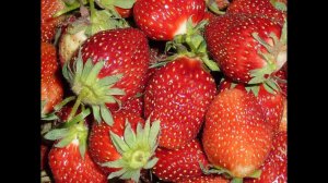 Укрыть клубнику на зиму без укрывного материала. Сено от кроликов - удобрение для клубники