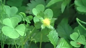 Синяя, черная и желтая клубника из Китая. Цветение. Сад и огород выпуск 182