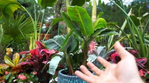 Banana Tree & Elephant Ear Planting || Rootbound Plants || Division / Propagation