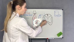 Моторные функции|Мышечный тонус|Физиология|Организация двигательных функций