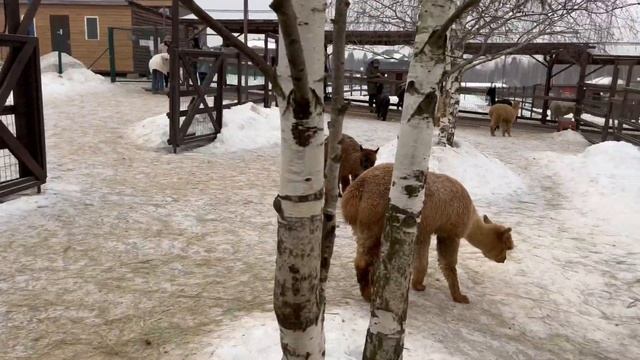 МИЛЫЕ АЛЬПАКИ, ЛАМЫ, ШОТЛАНДСКИЕ КОРОВЫ И КРОЛИКИ. ФЕРМА "РОССИЙСКИЕ АЛЬПАКИ"