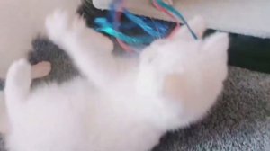 СМЕШНЫЕ КОТЯТА ДЛЯ ДЕТЕЙ. КОТЯТА. КОШКИ. КОТ. ПРИКОЛЫ С КОТЯТАМИ. KATZE.KITTEN. CATS.