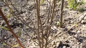 азимина трехлопастная выращенная из семян