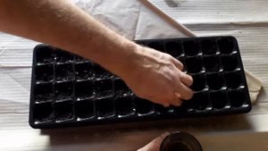 Рассада гледичии ч. 1.:  Высеваем