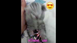 котёнок держится за голову и кричит (оригинал)