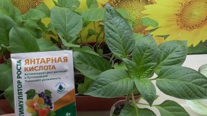 Рассада и янтарная кислота.