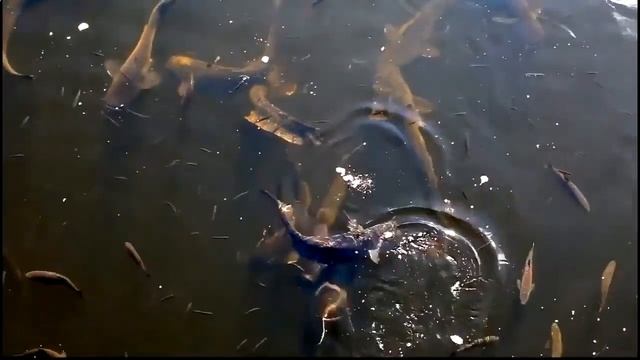 Рыба в Чернобыле - огромные сомы смотреть онлайн