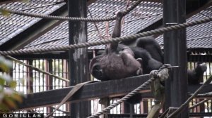 Silverback Gorilla Watches Over His Sons As They play | Momotaro | Kyoto Zoo