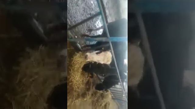 Товарные нетели, телки, коровы молочных пород КРС. agrokros.ru #крс