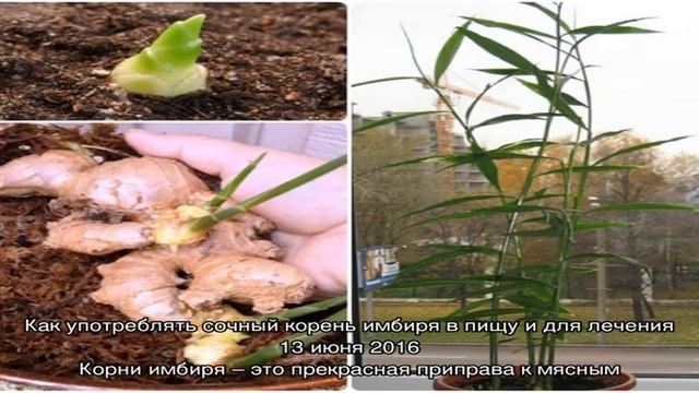 Записи с тегом 'имбирь' смотреть онлайн