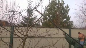 Обрезка яблони осенью