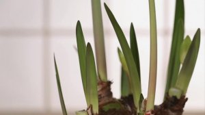 Home Garden - How to Plant Amaryllis