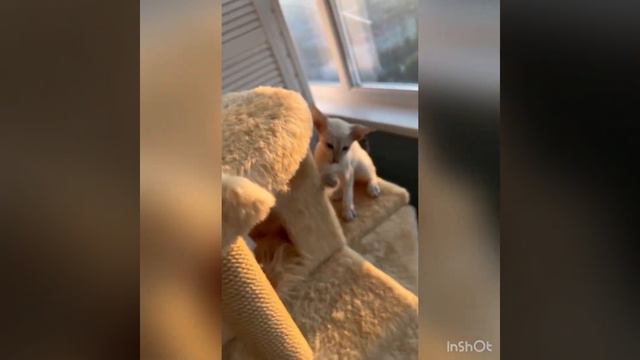Кошачья жизнь как она есть 🐈⬛🐈