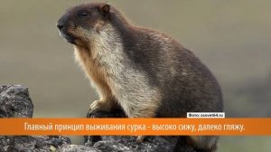 Кто такой тарбаган и почему на Камчатке его нельзя трогать?