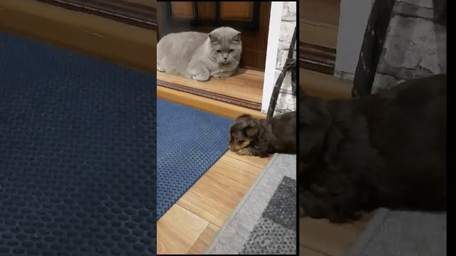 Щенок Йорка 2 месяца играется с котом. смотреть онлайн