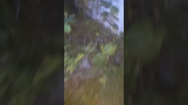 Ночной обзор парника, когда прятать инжир? Пробую 3 сорта инжира! 5 октября 2022 г. смотреть онлайн