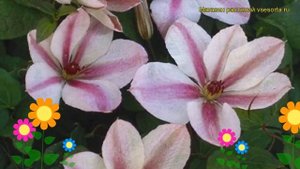 Клематис гибридный Ян Павел 2. Краткий обзор, описание характеристик clematis Jan Pawel II