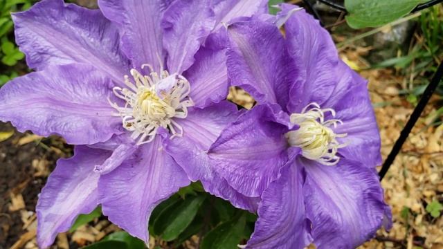 五月底六月初的花园 －芍药 Peony，铁线莲 Clematis 约瑟芬 Josephine ,Nelly Moser , HF Young，鸢尾 Best Bet 等 смотреть онлайн