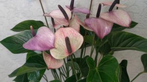 #ЦветыВместе Антуриум Пурпл Лав Anthurium Purple Love 21/80