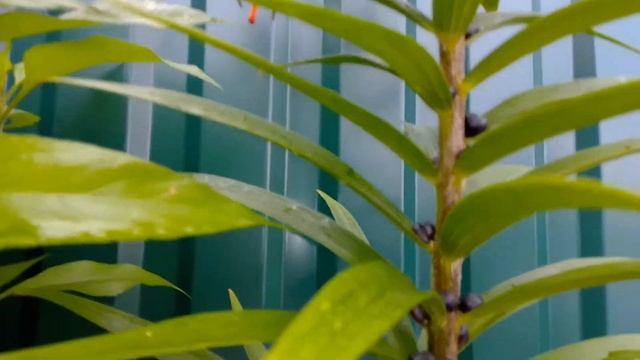 Лилия тигровая-богатство и величие...☀️?????☀️ смотреть онлайн