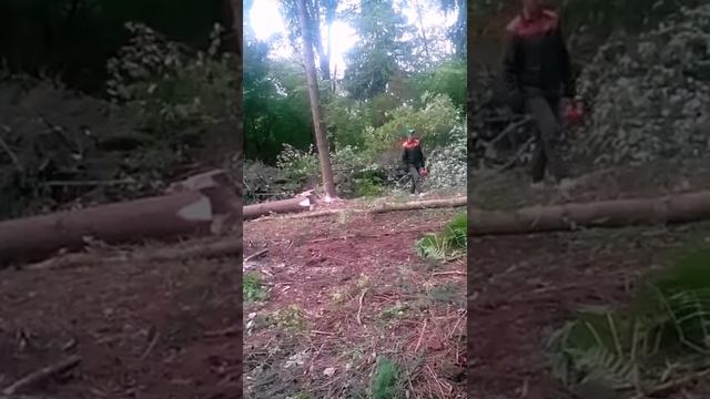 Сумашедший Вальщик Леса