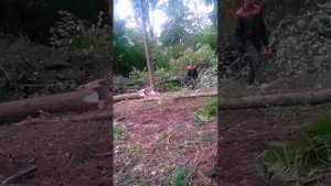 Сумашедший Вальщик Леса