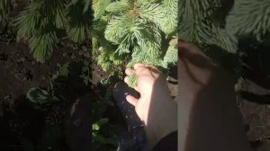 Как постричь голубую ель