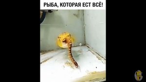 НАПАДЕНИЕ КИТОВ НА АКУЛУ , РЫБКА КОТОРАЯ ЕСТ ВСЕ !!! Faun TV