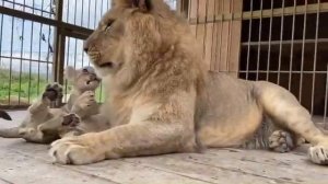 Знакомство папы ЛЬВА и СЫНА ЛЬВЁНКА !!!