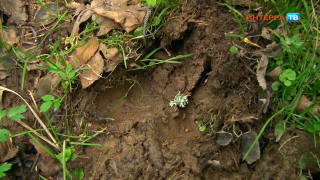 Экспедиция 04 08 20 Висимский заповедник смотреть онлайн