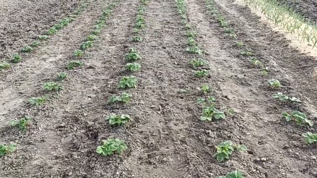 Весенняя обработка клубники, что необходимо сделать для хорошего урожая. смотреть онлайн